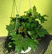 CISSUS ROMBOLISTNY ELLEN DANICA