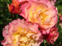 Róża LandLust (specjalne opakowanie)