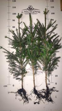 ель обыкновенная 90-110 см picea abies GK обыкновенная обыкновенная Лесная 10 шт.