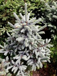Ель серебряная 40/70 см саженцы Picea Pungens