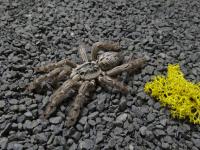 PAJAK PTASZNIK HETEROSCODRA MACULATA L1/2 