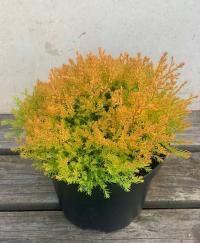 Уникальная оранжевая туя Cloth Of Gold сферическая C3