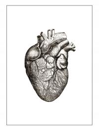 A4 плакат ретро рисунок Анатомия медицина мышцы сердце врач больница
