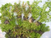 5pcs-набор аквариумных растений аквариумные корзины