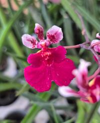 Storczyk Tolumnia Jairak Rainbow Hot Pink, MINIATURA