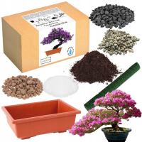 НАБОР ДЛЯ ВЫРАЩИВАНИЯ БОНСАЙ PAULOWNIA IMPERIAL САЖЕНЕЦ ЯПОНСКИЙ САД