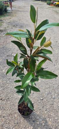 Magnolia grandiflora zimozielona Little Gem