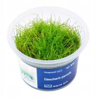 ELEOCHARIS PARVULA IN-VITRO KUBEK 5cm Rośliny do akwarium