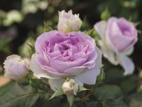 Róża Saphir (specjalne opakowanie)