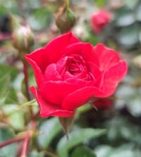 Роза почвопокровная 'MERCURY 2000' P12 Красная