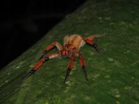 Cupiennius coccineus (SpidersForge)