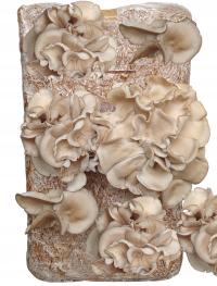 ВЕШЕНКА ВЕШЕНКА ВЕШЕНКА БАЛОТ УСТРИЦА ВКУСНЫЕ ГРИБЫ ВЕШЕНКИ