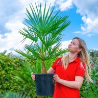 Trachycarpus Fortunei морозостойкая пальма великолепный экзотический шероховатый
