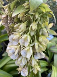 Eucomis BICOLOR Kłącze Lilia Ananasowa Bylina Egzotyczne Kwiaty