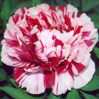 Пион древовидные растения бело - красная P11