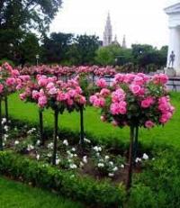 РОЗОВЫЙ РОЗОВЫЙ ПОЛНЫЙ ЦВЕТОК PA 736