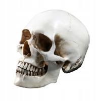 Lifesize 1: 1 Человеческий череп Модель реплики Смола