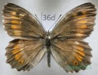 Arethusana arethusa dentata (Staudinger, 1871) Francja36d