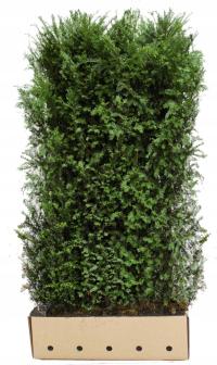 Gotowy żywopłot zimozielony - Cis pospolity