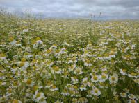 Rumianek Ziele, Kwiat, koszyczek Naturalny Polski PREMIUM 500 g