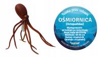 Ośmiornica 49 Cm Długości