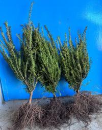 Тис обыкновенный саженцы для вечнозеленой живой изгороди 30-50 см питомник