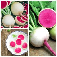 RZODKIEWKA RED MEAT ORGINALNY I WYJATKOWY SMAK nasiona 1 g