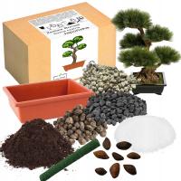 НАБОР ДЛЯ ВЫРАЩИВАНИЯ БОНСАЙ СОСНА ЧЕРНЫЙ ЯПОНСКИЙ МНОГОЛЕТНИЙ ДЕКОРАТИВНЫЙ КУСТАРНИК