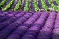 LAWENDA FIOLETOWA PIĘKNIE PACHNĄCA.