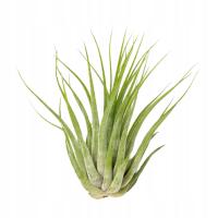 Tillandsia scaposa, oplątwa