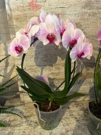 Орхидея живая JMP 50см формованная