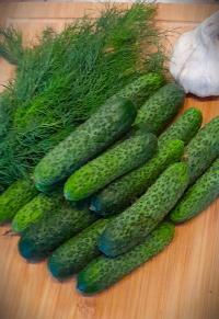 Самоопыляемый огурец партнер устойчив к мучнистой росе