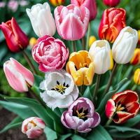 Тюльпан польский смесь сортов и видов 50 шт. 8/9 луковицы тюльпанов