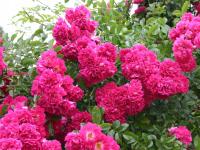 Róża 'rosa' pnąca Excelsa 1-1418