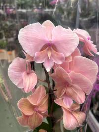 Орхидея живая JMP 60см 2 побега формованная