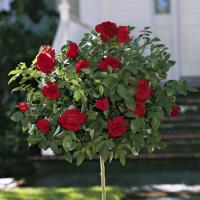 РОЗА БОРДОВАЯ 719