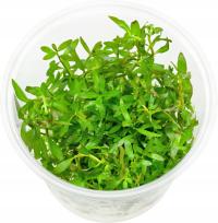 INVITAL Ludwigia brevipes in vitro Ø 7 cm