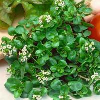 RUKIEW WODNA NIEPOZORNA BOMBA WITAMINOWA