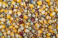 Karma Z-S Sezonowa 25kg Karma Ekonomiczna dla gołębi