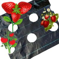 Агротканин с отверстиями для клубники огурцы салат помидоры АГРОТКАНИН УФ