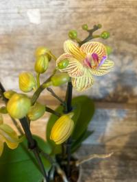 Орхидея живая JMP 3 побега 40 см Multiflora миниатюрный только 1 шт.