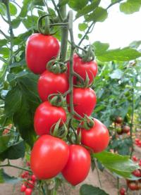 ПОМИДОР РИО-ГРАНДЕ УСТОЙЧИВ К БОЛЕЗНЯМ, СОЧНЫЙ