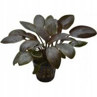 Lagenandra meeboldii red KOSZYK