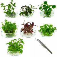 НАБОР РАСТЕНИЙ, средний план, средство ЛЕГКО бесплатно