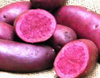 ROTE EMMA ziemniaki małe jak sadzeniaki 1 kg. czerwony środek i skórka
