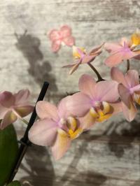 Орхидея живая JMP 2D 40cm Multiflora