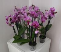 Storczyk Phalaenopsis Miniatura