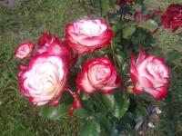 RÓŻA WIELKOKWIATOWA CZERWONO -BIAŁA PACHNĄCA PIĘKNOŚĆ SADZONKA RÓŻE