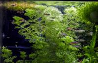 Wysokie szybkorosnące rośliny łodygowe do dużego akwarium - hodowla wodna L