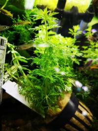 Limnophila Sessiliflora-корзина аквариумное растение